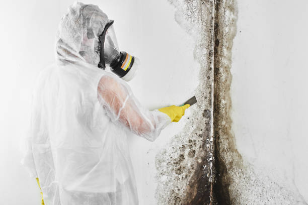 Best Crawl Space Mold Removal  in Wallace, NC