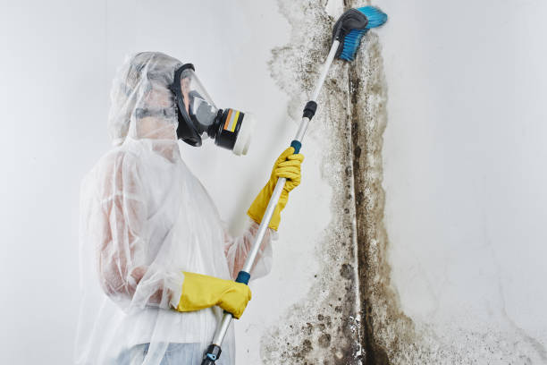 Wallace, NC Mold Removal Company