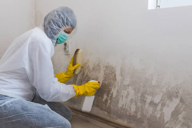 Best Mold Remediation Experts  in Wallace, NC