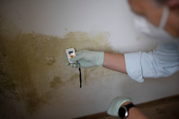 Best Mold Testing  in Wallace, NC