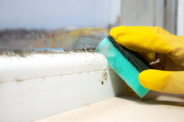 Crawl Space Mold Removal in Wallace, NC