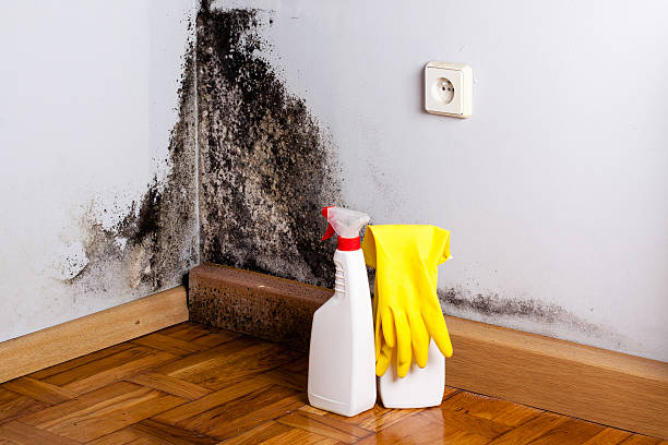 Best Toxic Mold Removal  in Wallace, NC