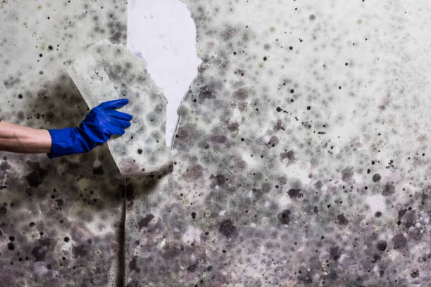 Best Certified Mold Removal  in Wallace, NC